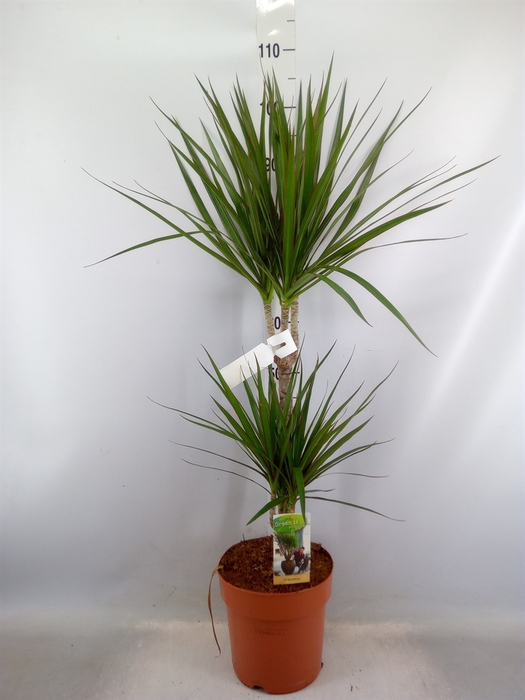 <h4>Dracaena marg.</h4>