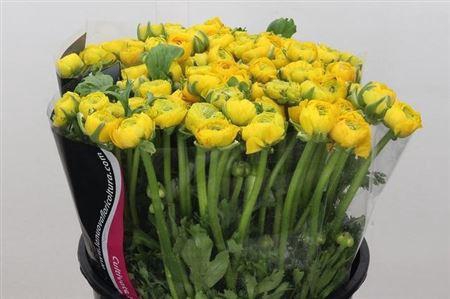 <h4>Ran Elegance Yellow</h4>