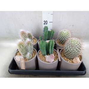 Cactus   ...