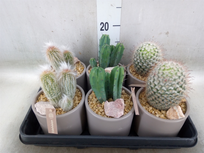 <h4>Cactus   ...</h4>