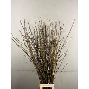 Salix Wilgenkatjes Vertakt