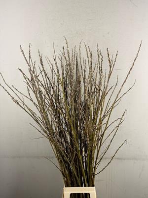 <h4>Salix Wilgenkatjes Vertakt</h4>