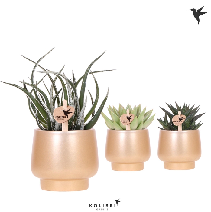 <h4>Kolibri Greens Succulenten mix in Scandic pot gold</h4>