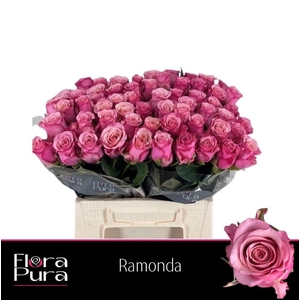 Rosa large ramondo