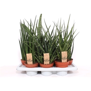 Sansevieria Luxe mix