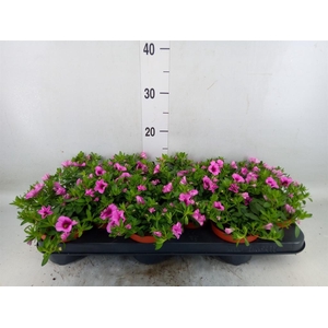 Calibrachoa  'Callie Pink'