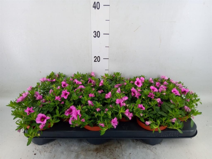 <h4>Calibrachoa  'Callie Pink'</h4>