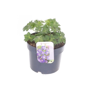 Geranium Rozanne