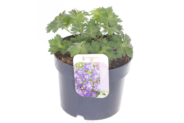 <h4>Geranium Rozanne</h4>