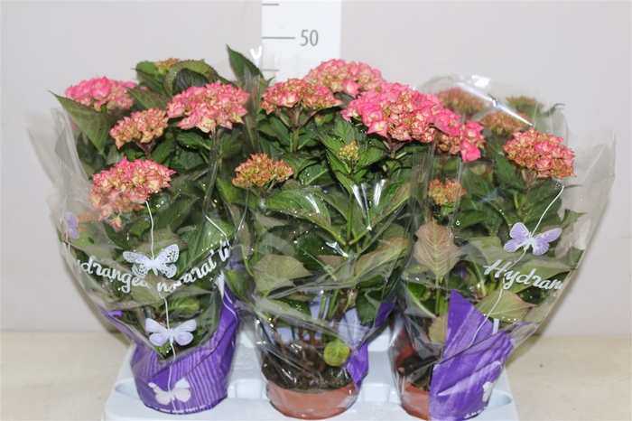 <h4>Hydrangea Red Angel Purple 5-7</h4>
