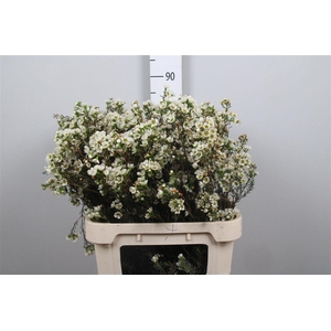 Chame Un Carlys Whit