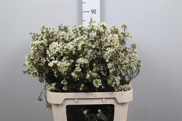 <h4>Chame Un Carlys Whit</h4>