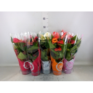 Anthurium   ...mix
