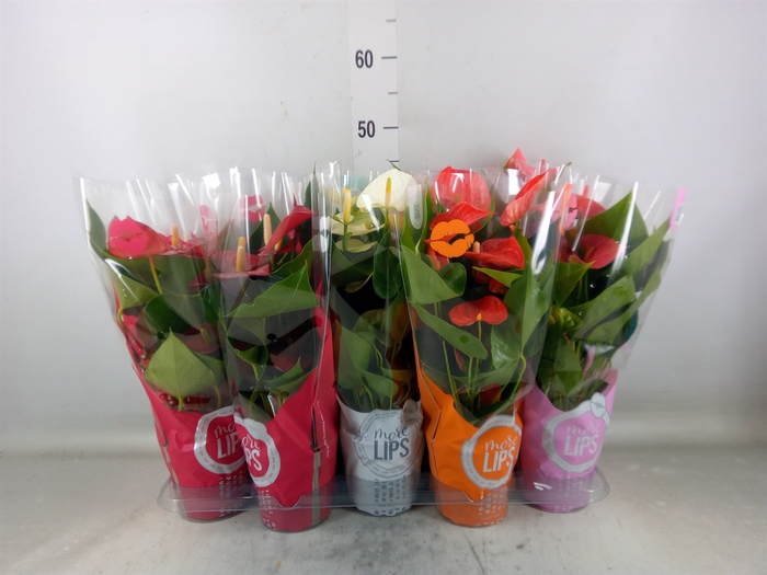 <h4>Anthurium   ...mix</h4>
