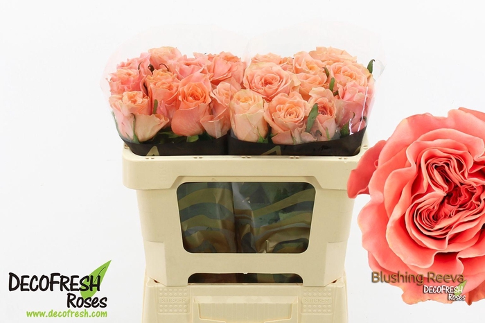 <h4>R Gr Blushing Reeva</h4>