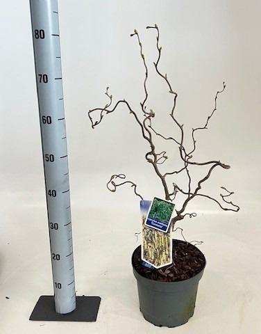 <h4>CORYLUS A CONTORTA</h4>