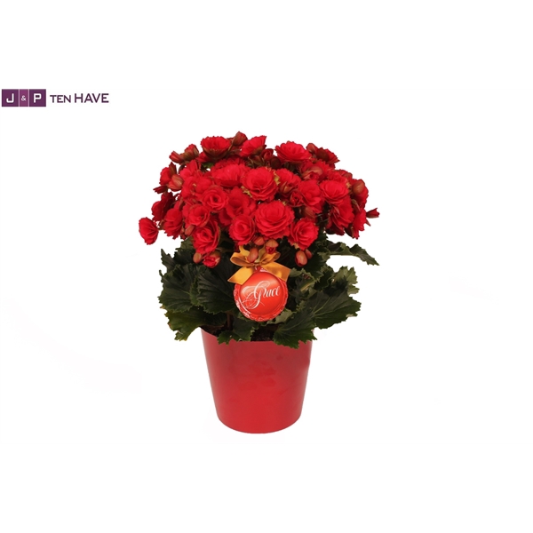 <h4>Winterbegonia Grace in Keramiek Rood</h4>