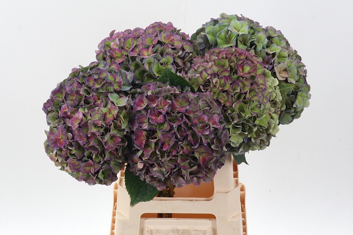 <h4>Hydr M Ch Rodeo Cl</h4>