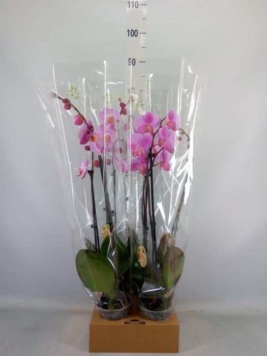 <h4>Phalaenopsis   ...rose</h4>