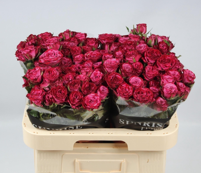 <h4>RS TR PURPLE QUEEN</h4>