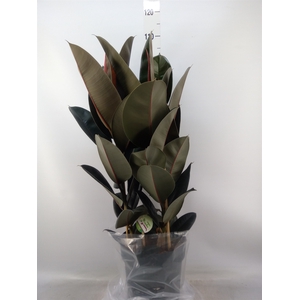 Ficus elastica 'Abidjan'