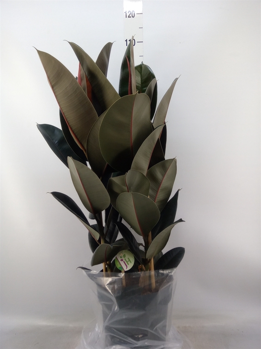 <h4>Ficus elastica 'Abidjan'</h4>