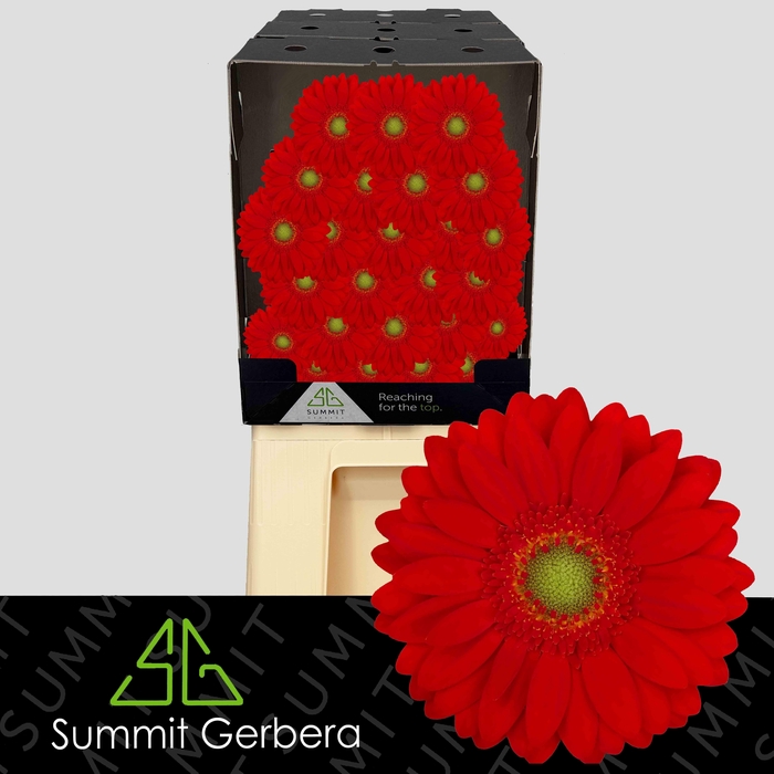<h4>Germini Curry Diamond</h4>