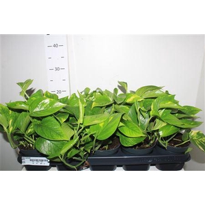 Epipr Aureum