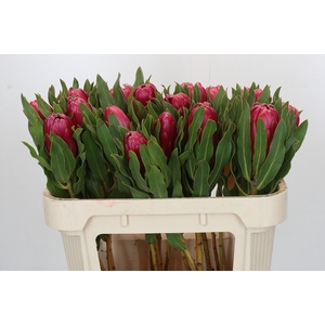 Protea Brenda