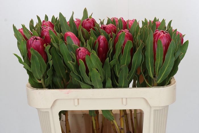 <h4>Protea Brenda</h4>