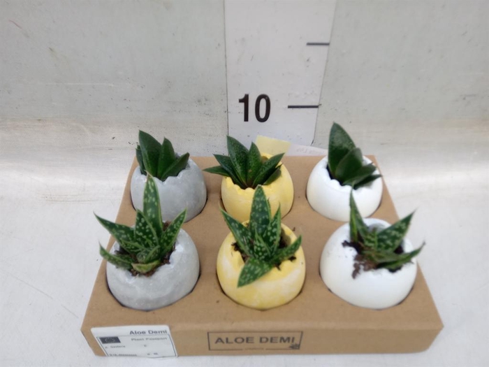 <h4>Arr.  Succulents L%</h4>