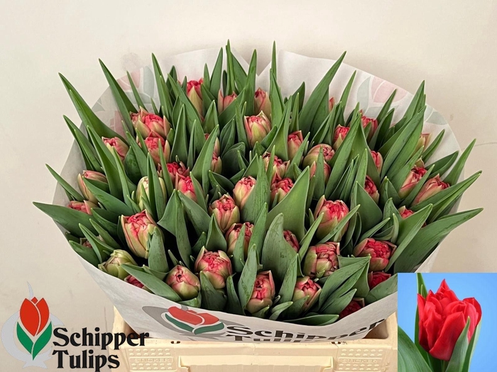 <h4>TU DU DOUBLE TWIST</h4>