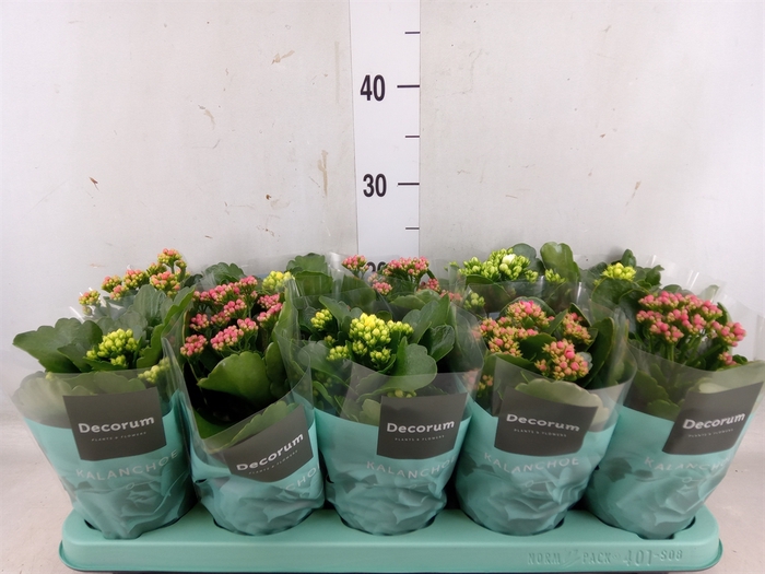 <h4>Kalanchoe blos.   ..rosebud mix  5</h4>