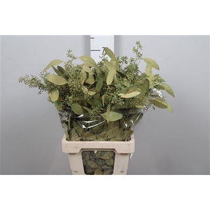 Euc Populus Berry V Olive Metallic