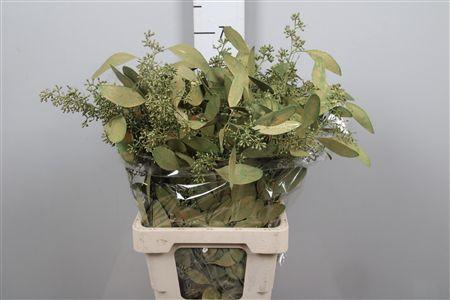 Euc Populus Berry V Olive Metallic