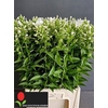Phlox P Danielle