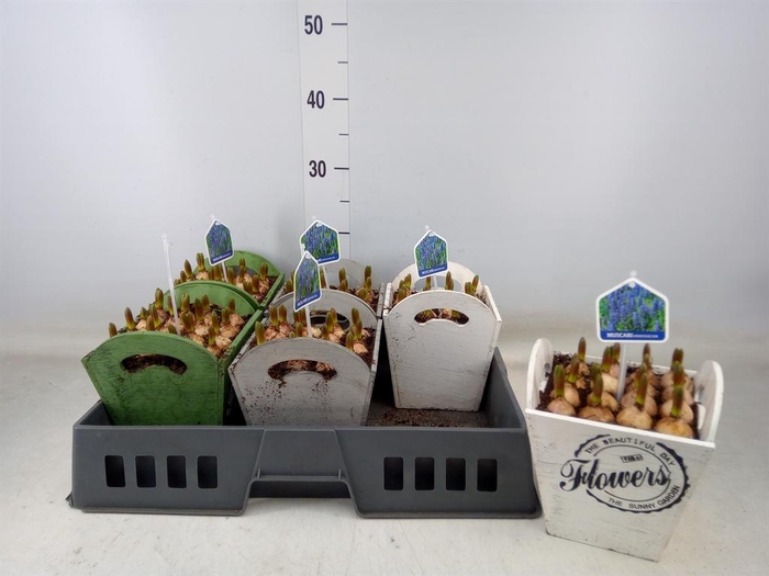 <h4>Arr.  Muscari L%</h4>