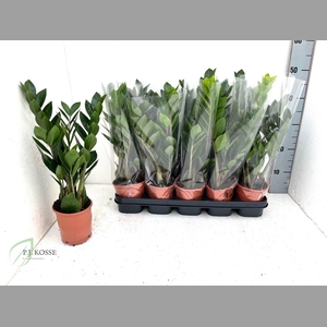 ZAMIO ZAMIIFOLIA