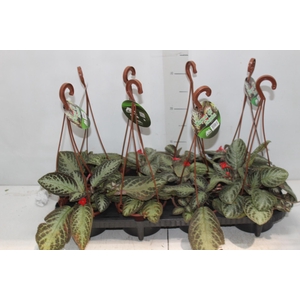 EPISCIA C13 VARIADO
