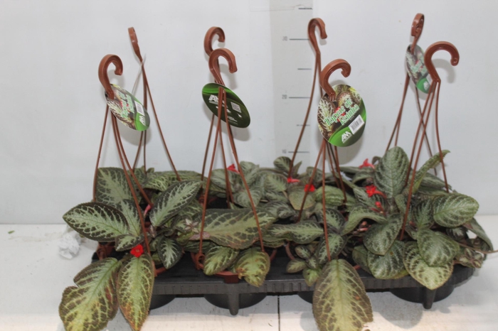 <h4>EPISCIA C13 VARIADO</h4>