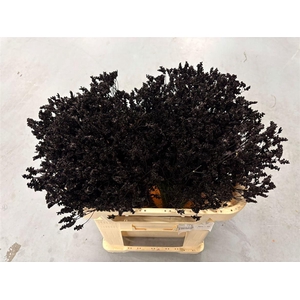 Limonium Black