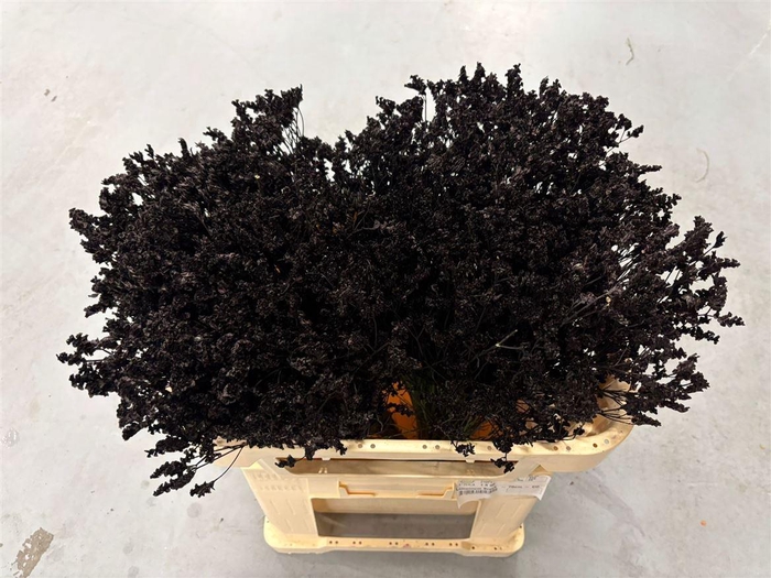 <h4>Limonium Black</h4>