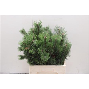 Pinus Grof