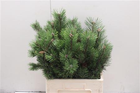 <h4>Pinus Grof</h4>