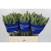 Eryngium Electric Dynamite