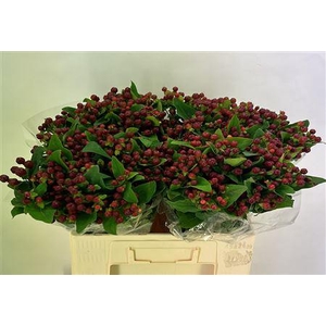 HYP MAG CHERRY EXTRA#