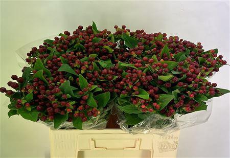 <h4>HYP MAG CHERRY EXTRA#</h4>