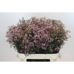 Chamelaucium Jupiter Solar