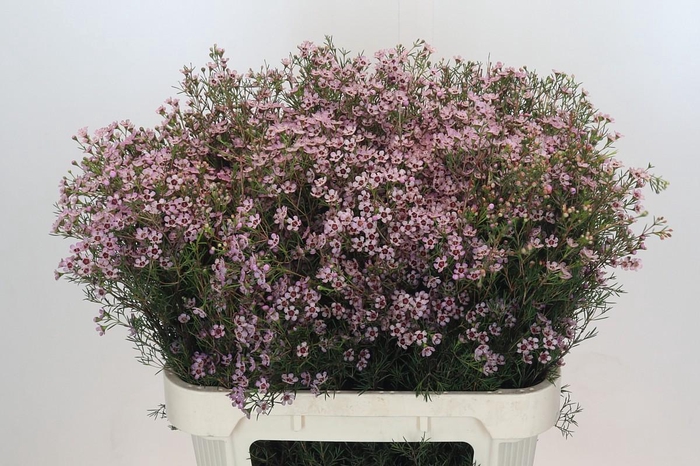 <h4>Chamelaucium Jupiter Solar</h4>