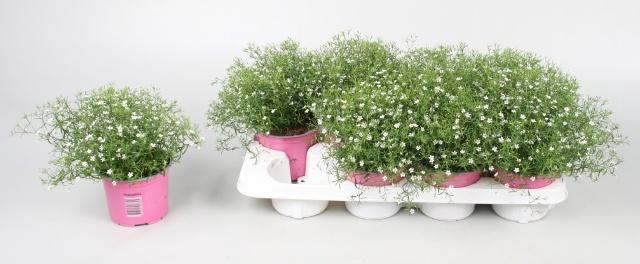 <h4>GYPS M GYPSY WHITE</h4>